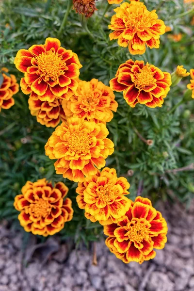 Flores Caléndula Amarillas Naranjas Jardín Otoño —  Fotos de Stock
