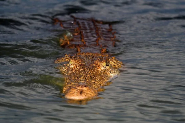 Close Shot Van Reptiel Wilde Natuur — Stockfoto