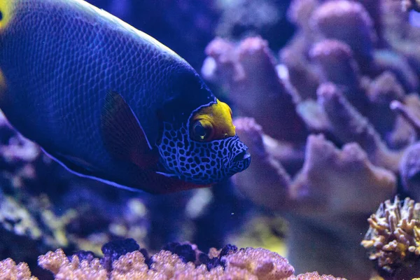 Blue Faced Angelfish Pomacanthus Xanthometopon Coral Reef — Stock Photo, Image