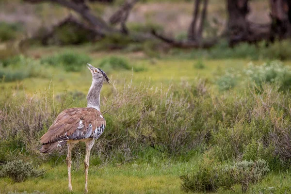 Kori Bustard Caminhando Grama Parque Transfronteiriço Kgalagadi África Sul — Fotografia de Stock