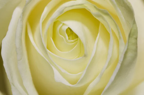 Macro Una Hermosa Rosa Blanquecina Perfecta — Foto de Stock