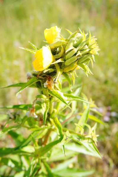 Green Plant Yellow Flower — Stock Photo, Image