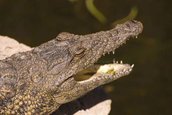 Vezetője Egy Aligátor Alligator Mississippiensis Venni Egy Állatkertben Fuerteventura Spanyolország — Stock Fotó