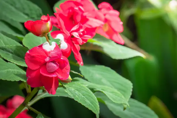 色とりどりの花の背景イメージ 背景自然 — ストック写真