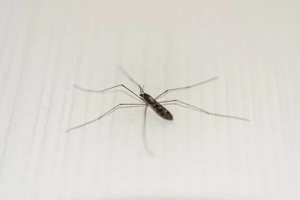 Cerca Los Ojos Mosquito Cinco Patas — Foto de Stock