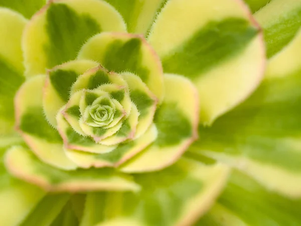 Succulent cactus macro with vivid texture and color  great for desert backgrounds.