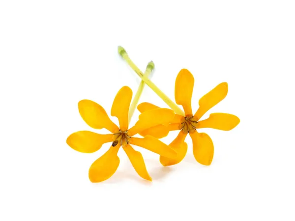 Flores Amarillas Fragantes Gardenia Carinata Wallich — Foto de Stock