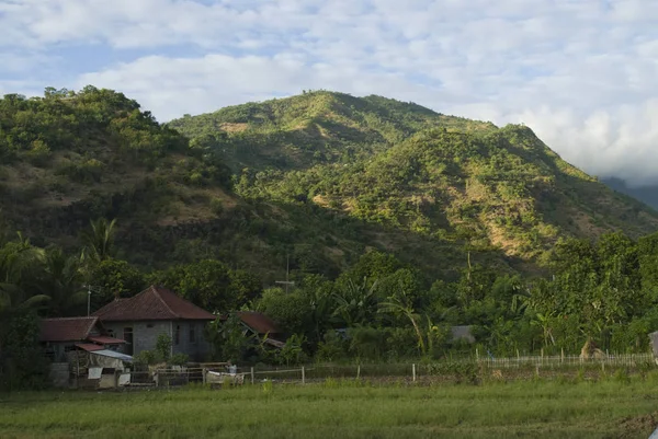 Pola Ryżowe Wzgórza Bali Indonezja — Zdjęcie stockowe