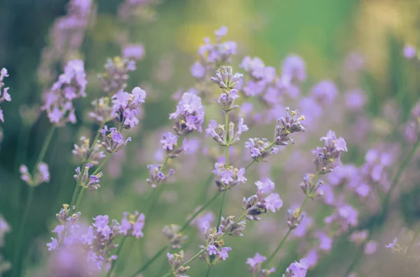 Blick Auf Frischen Lavendel Einem Garten Auf Blauem Hintergrund Ukraine — Stockfoto