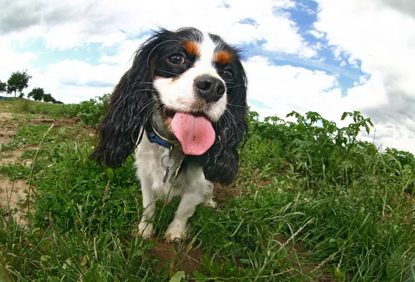 Joven Rey Caballería Charles Spaniel — Foto de Stock