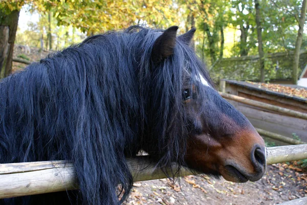 Cute Little Pony Waiting Carrot — Stock Photo, Image