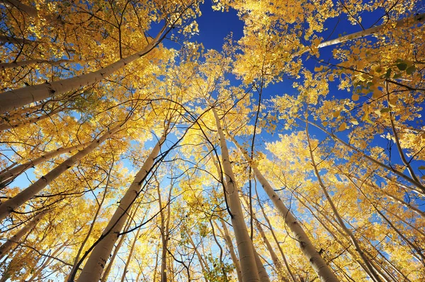 Golden Aspen Trees Blue Sky Colorado — Stock Photo, Image