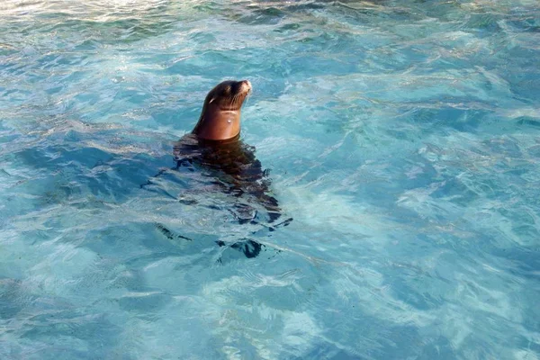 Der Seelöwe Schläft Nachdem Den Kopf Aus Dem Wasser Gezogen — Stockfoto