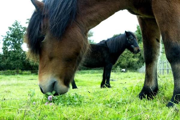 Dva Koně Stojí Jedí Travních Polích Venku Létě — Stock fotografie