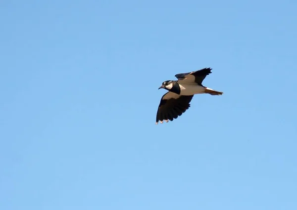 Pequeño Pájaro Blanco Negro Volando Contra Cielo Azul — Foto de Stock