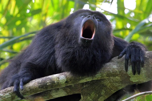 Black Howler Monkey Aluatta Pigra Sitting Tree Belize Jungle Howling — Stock Photo, Image