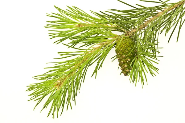 Close Pine Branch Copy Space — Stock Photo, Image