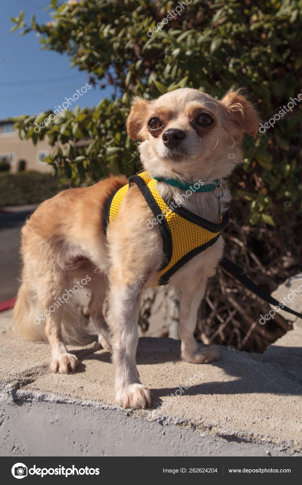 chihuahua puppy harness