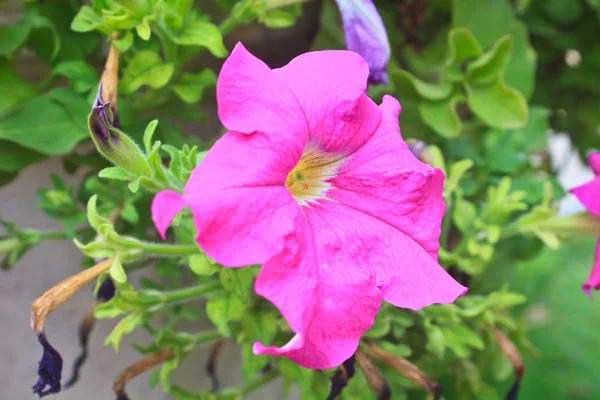 Coloridas Petunias Primer Plano Enfoque Selectivo Poco Profundo Dof —  Fotos de Stock