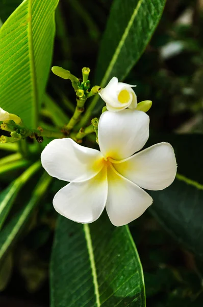 Белый Цветок Листьями Заднем Плане — стоковое фото