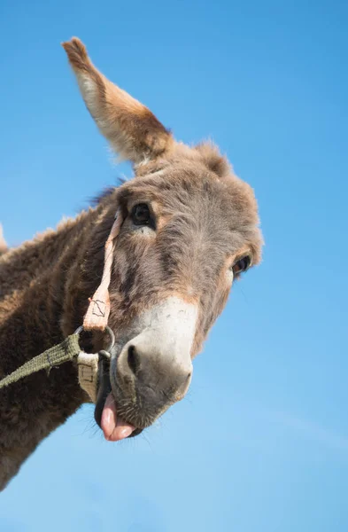 Divertido Burro Saca Una Lengua — Foto de Stock