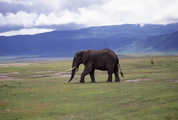Vuxen Elefant Landskapet Imponerande Betar — Stockfoto