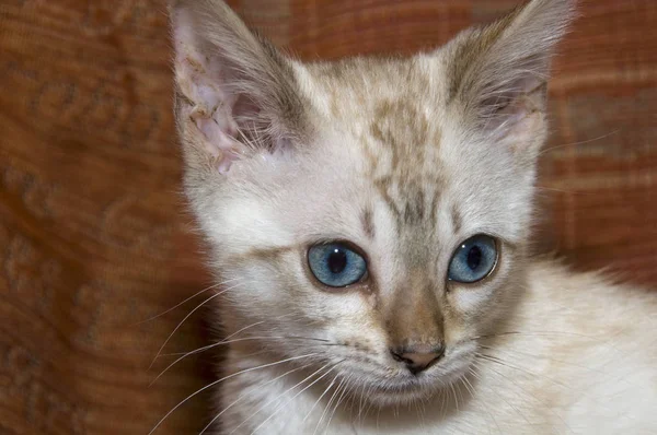 Bengal Kitten Orange Sofa — Stock Photo, Image