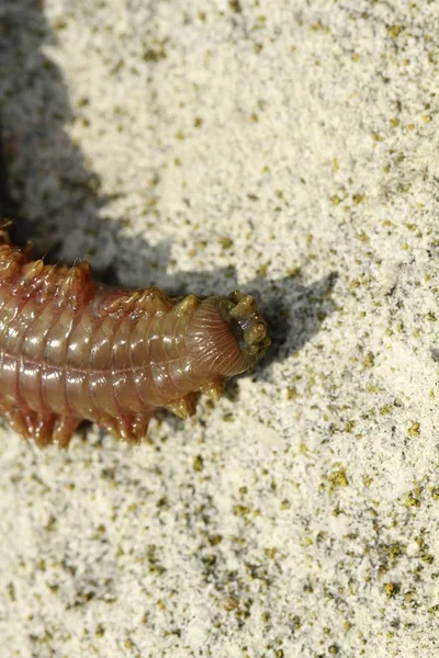 Ragworm Menutup Tampilan Atas — Stok Foto