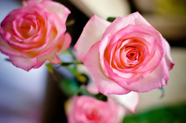 Roze Voorjaar Rose Bloem Tafel — Stockfoto