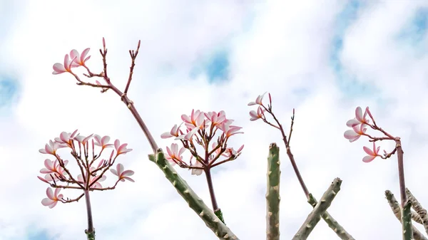 Csomó Ból Rózsaszín Plumeria Trópusi Virágok Háttere — Stock Fotó