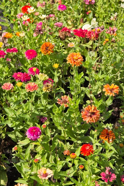 Gerbera Coloré Fleurs Fond — Photo