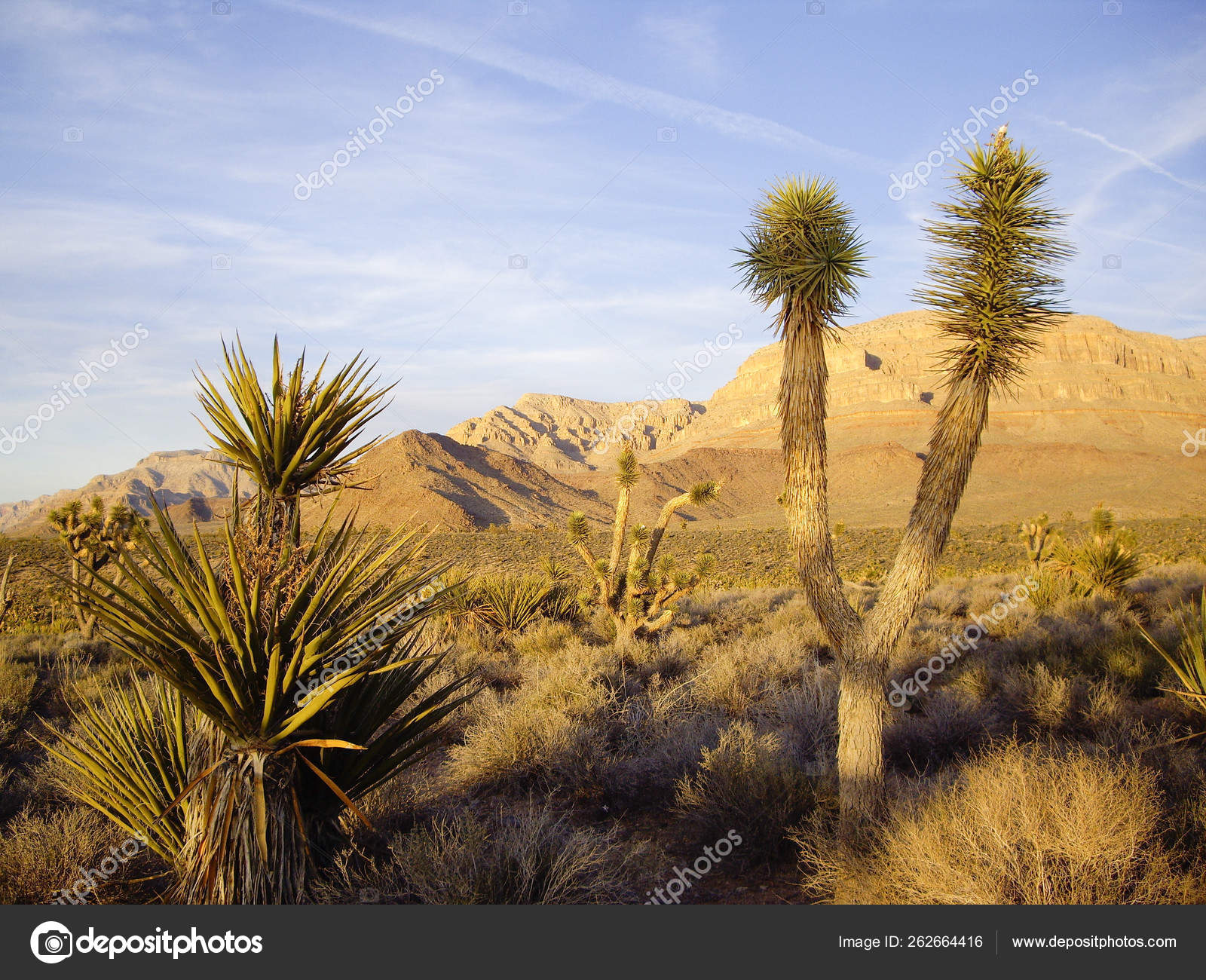 Mohave Flora Del Desierto Brillan Luz Tardía: fotografía de stock ©  YAYImages #262664416 | Depositphotos