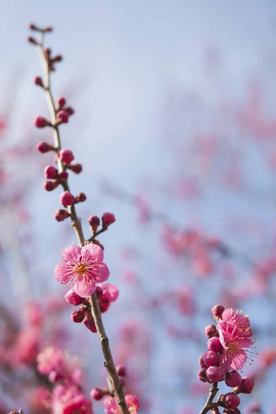 Egy Tavaszi Napon Rózsaszín Plum Blossom — Stock Fotó