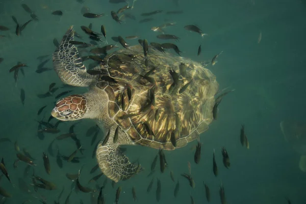 Skilpadde Fisk Tailandia — Foto de Stock