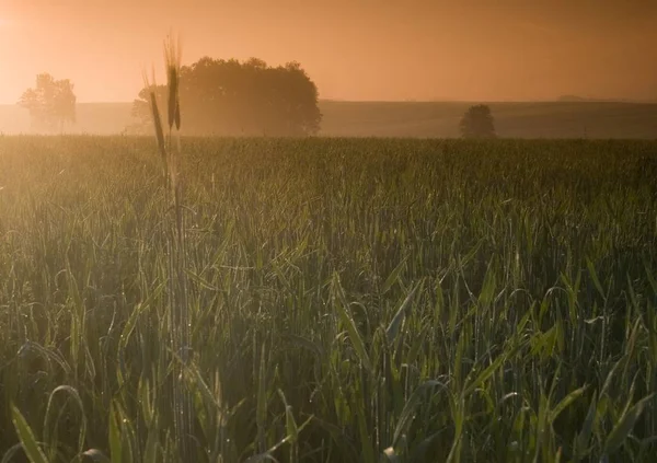 Широкие Поля Посаженной Пшеницы — стоковое фото