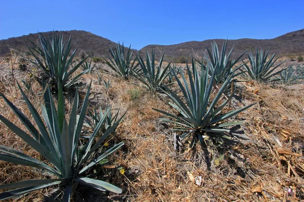 Maguey Planta Campo Para Producir Mezcal Oaxaca México —  Fotos de Stock