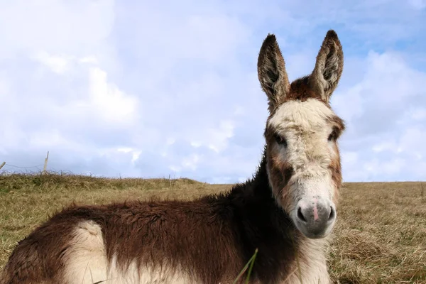 Burro Descansando Campo Costa Oeste Irlanda — Foto de Stock