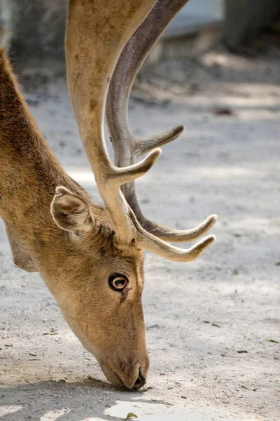 Vista Cercana Ciervo Tipo Cervus Dama Ubicado Portugal — Foto de Stock