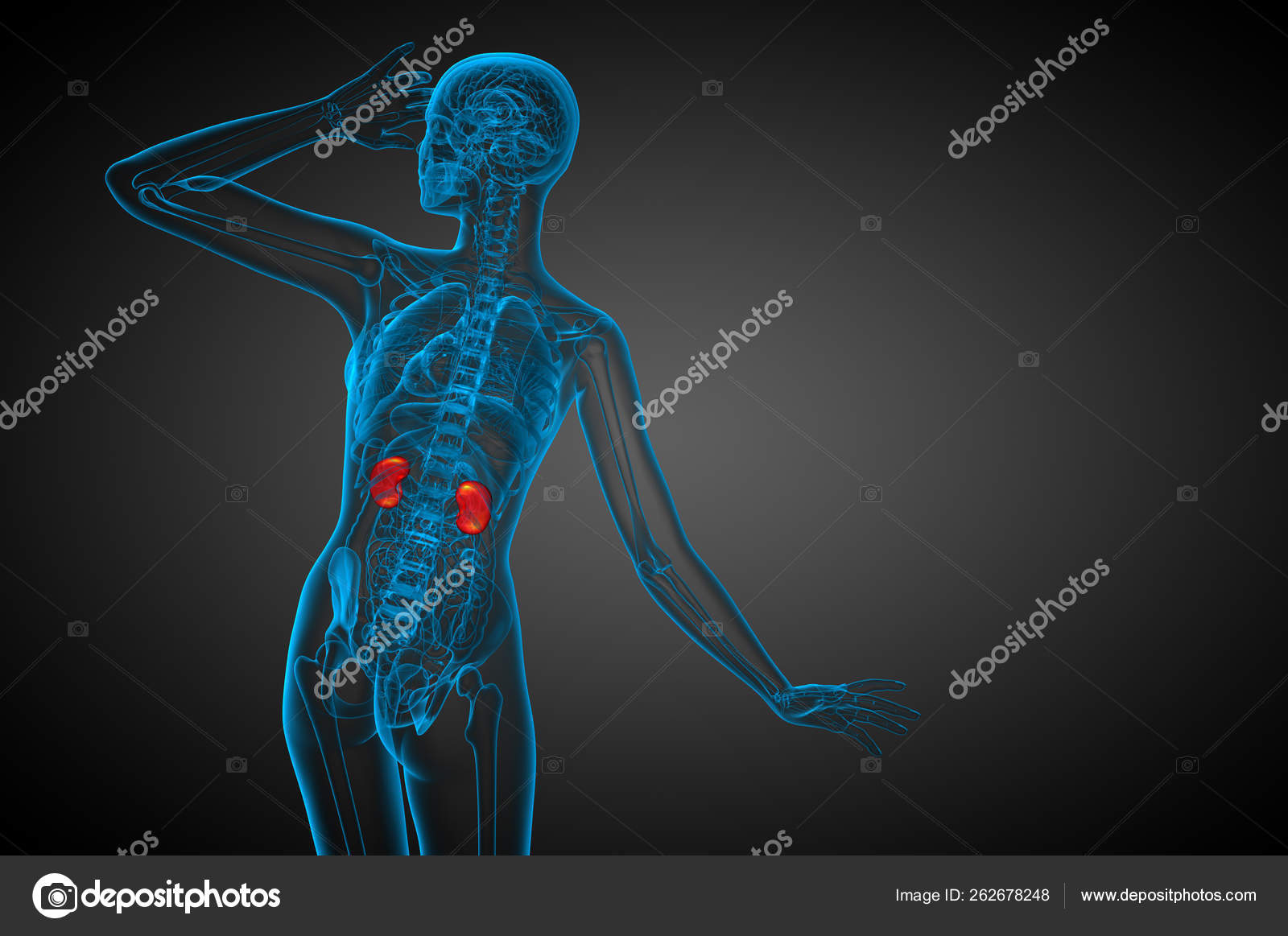 Render Medical Illustration Human Kidney Back View Stock Photo by ...