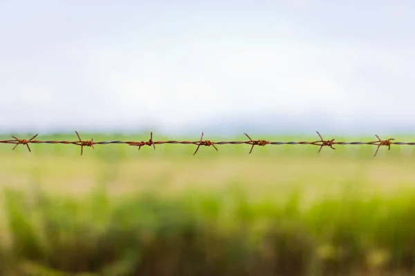 Esta Una Barba Campo Juego — Foto de Stock