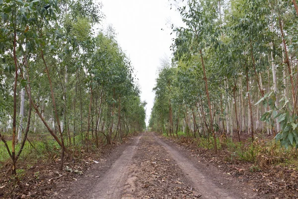 製紙業界向けユーカリ植林地 — ストック写真