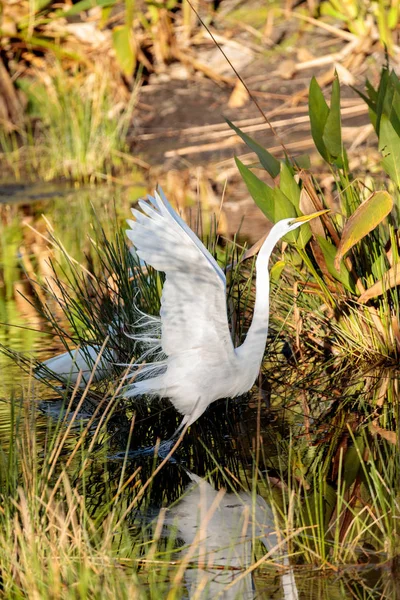 Létající Pták Volavka Bílá Ardea Alba Marsh Naples Floridě — Stock fotografie