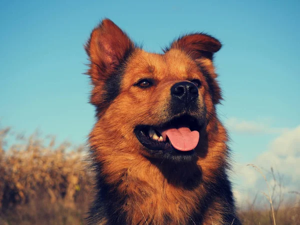 Close German Sheperd Mix — Stock Photo, Image