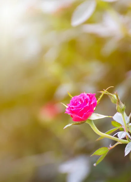 Rosa Rosa Arbusto Rosas Cor Rosa Jardim — Fotografia de Stock