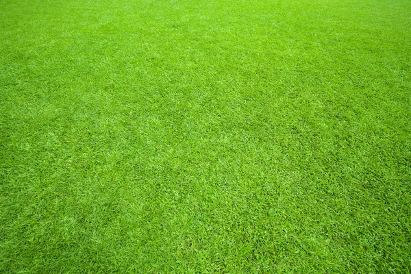 Padrão Uso Campo Grama Verde Como Fundo Pano Fundo Textura — Fotografia de Stock