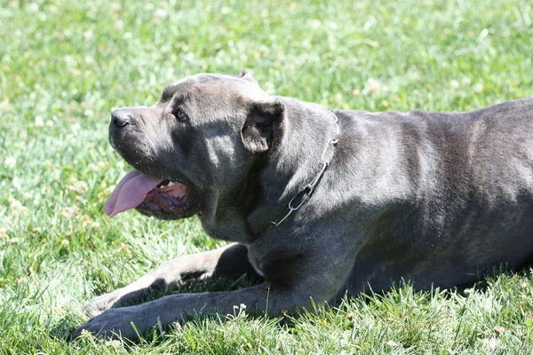 Close Van Een Cane Corso Hond — Stockfoto