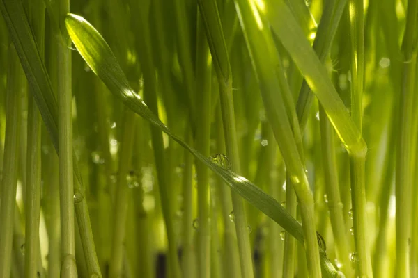 Fresh green wheat grass organic with drop dew growing in nature - shallow depth of field