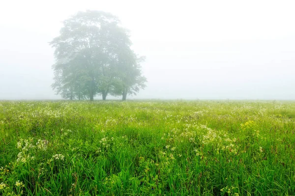 Foggy Espace Milieu Matinée Dans Les Terres — Photo