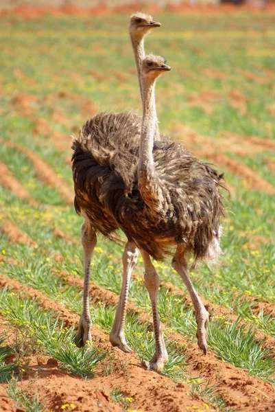 南アフリカの養育地におけるダチョウの繁殖ペア — ストック写真