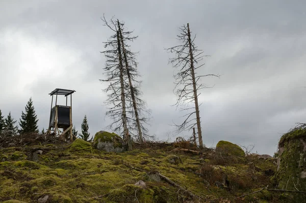 Torre Caza Una Colina Una Zona Forestal Recién Cortada Suecia — Foto de Stock